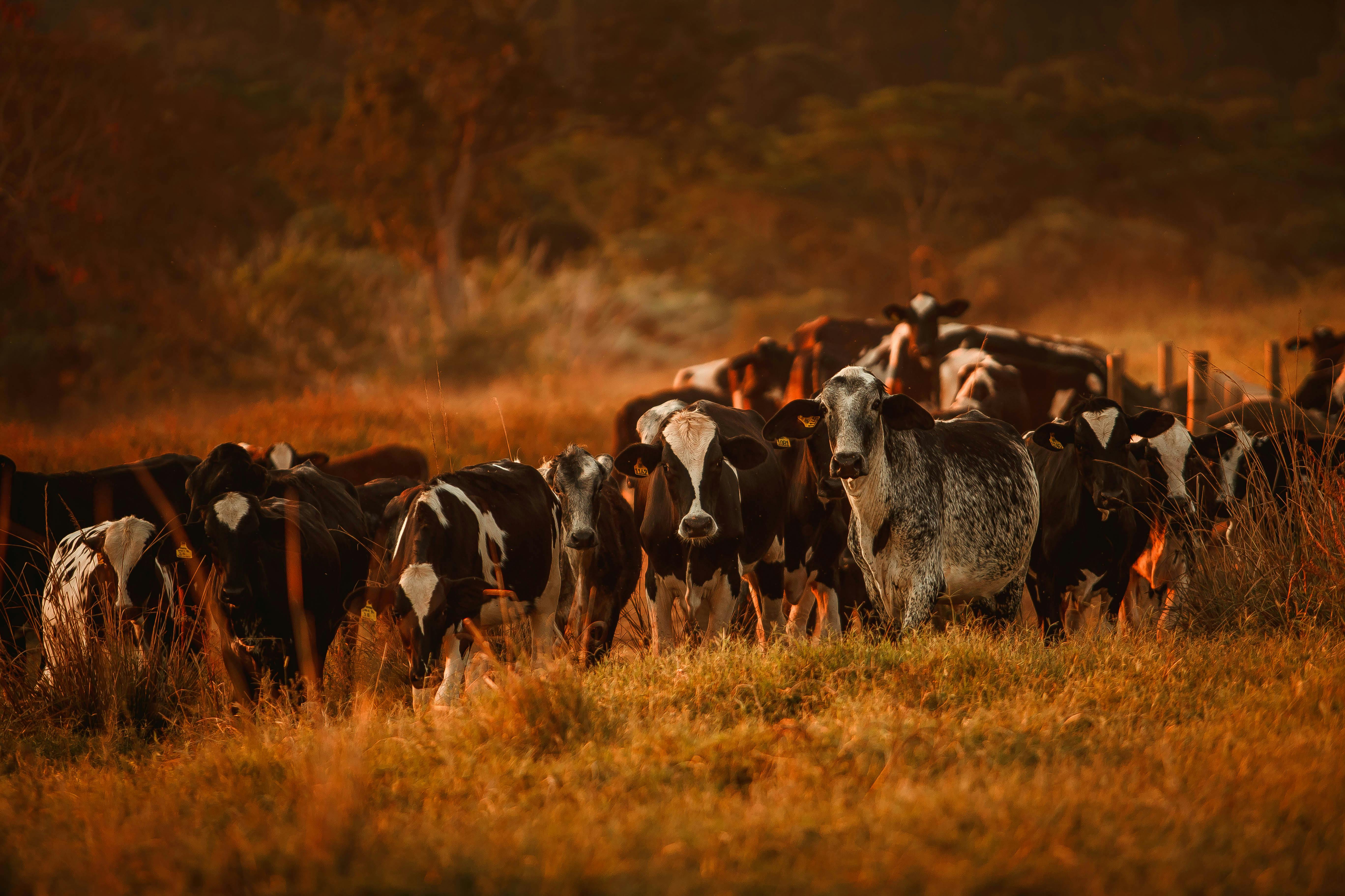 Cattle in a field